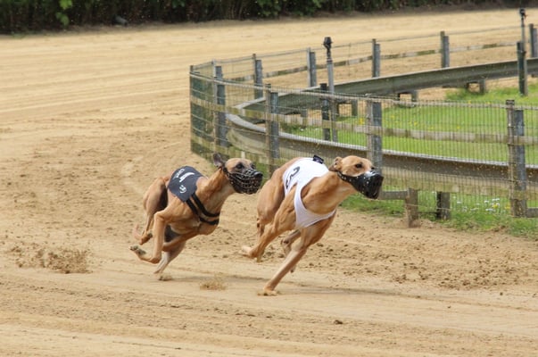 unter der schwarzen Renndecke Xhavit el Sahir