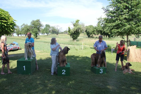 Siegerehrung Afghanen Hündinnen 