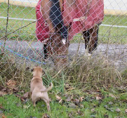 Carlos begrüsst den Nachbar