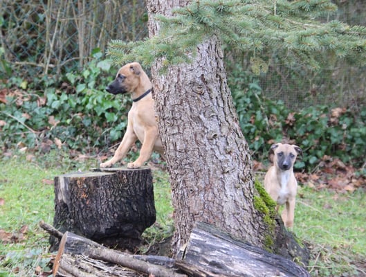 Charlie Brown und Call me Zappi