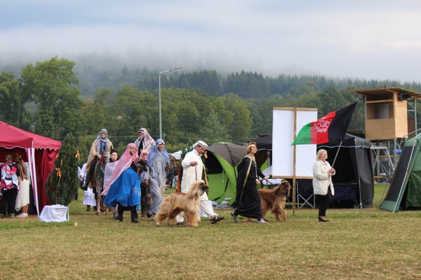 Einmarsch der Afghanen begleitet von Falken und Araberpferden