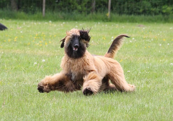 Die el Sahir's auf der Spielwiese in Gelsenkirchen