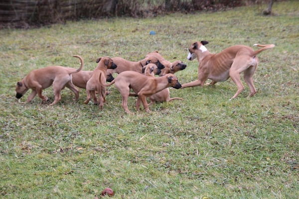 Die grosse Schwester Jeamie mit den Zwergen