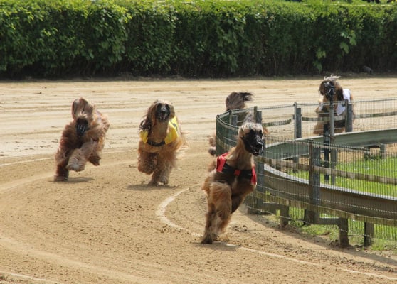 unter blau Venya und unter schwarz Vanaja