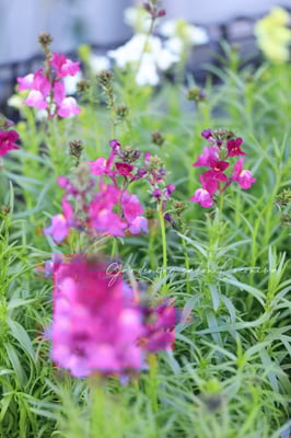 リナリアグッピー