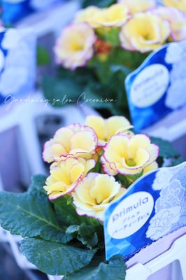 見元園芸プリムラパーティードレス