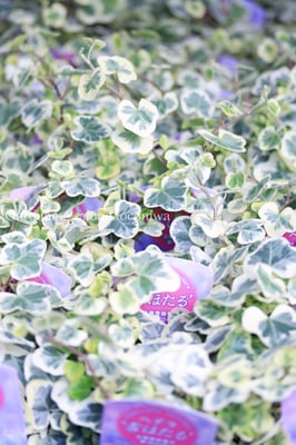 廣野園芸オリジナルヘデラ雪ほたる