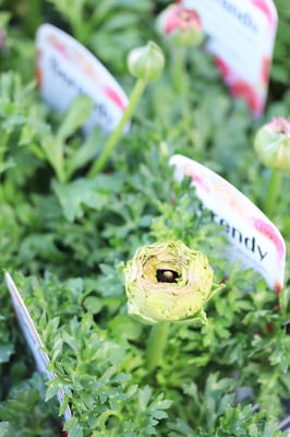 ラナンキュラスセレンディ