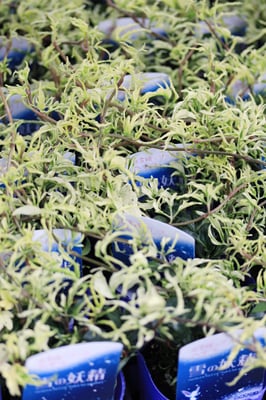 廣野園芸オリジナルヘデラ雪の妖精