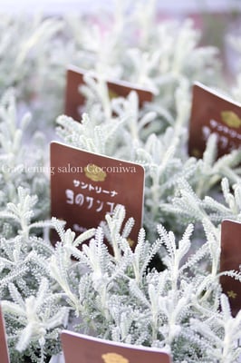 サンリーナ雪のサンゴ