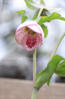 横山園芸クリスマスローズ