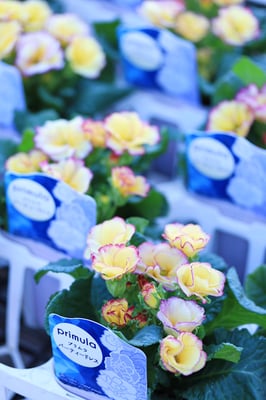 見元園芸プリムラパーティードレス