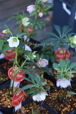 横山園芸クリスマスローズプチドール