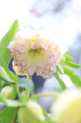 横山園芸クリスマスローズ