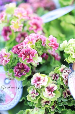 プリムラオブコニカプリカント