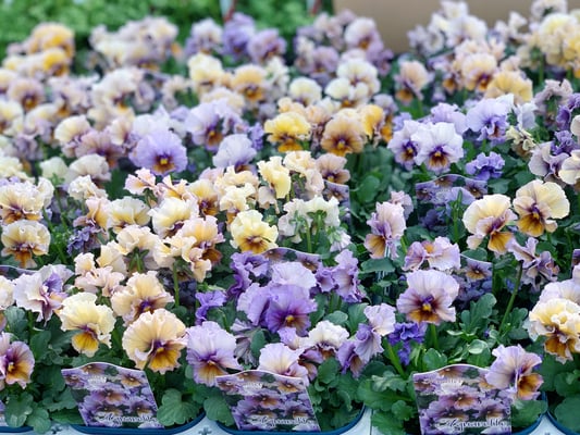 ヌーベルヴァーグアクアレール