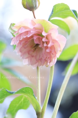 横山園芸クリスマスローズ