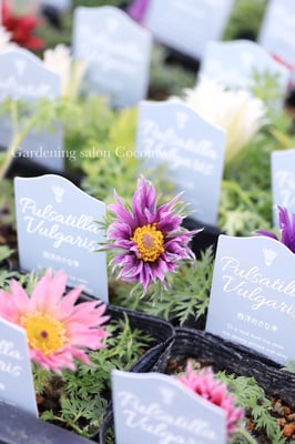 林園芸オリジナル静養オキナグサブルガリス