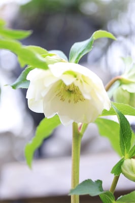 横山園芸クリスマスローズ