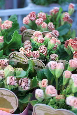 プリムラジュリアンチョコレート