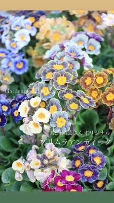 松原園芸プリムラアンティーク立性