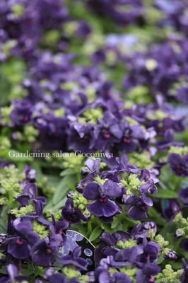 ネメシアエッセンシャルブラックベリー