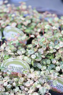 ワイヤープランツスポットライト