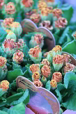 プリムラジュリアンココア