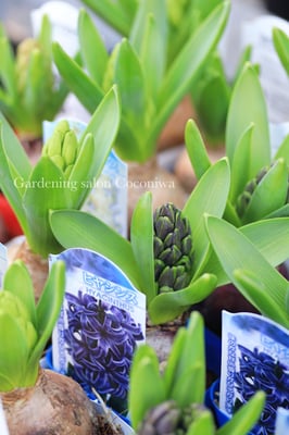 芽出し球根ヒヤシンス