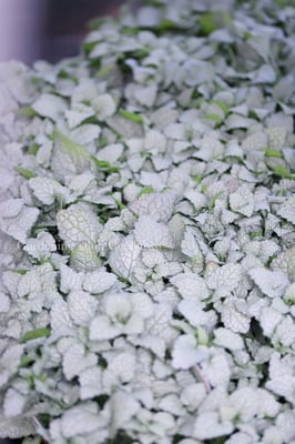 ラミウムスターリングシルバー