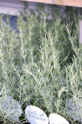 ミントｂｕｓｈ