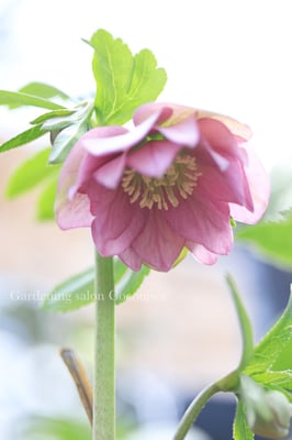 横山園芸クリスマスローズ