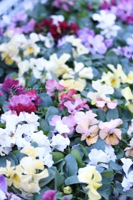 育種ビオラ多摩の舞