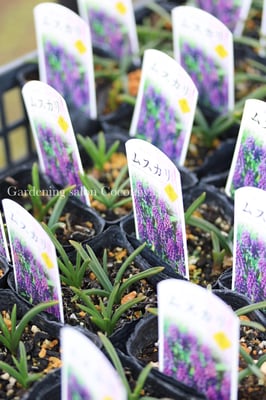 芽出し球根ムスカリ