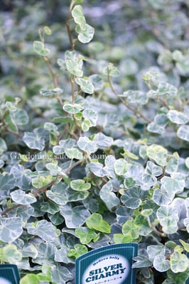 廣野園芸オリジナルヘデラシルバーチャーミー