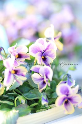 ビオラ神戸べっぴんさん