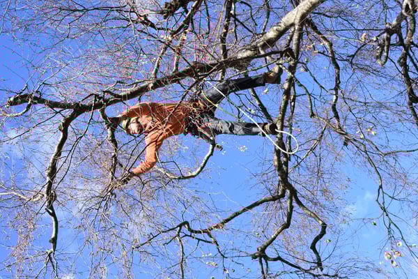 Baumpflege mit Langseil-Technik