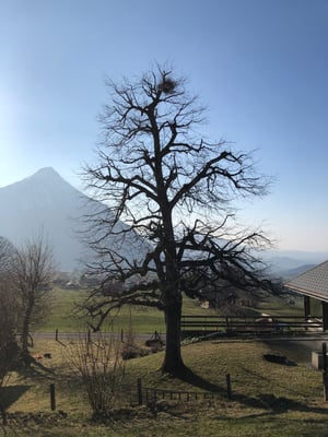 Winterschnitt nachher