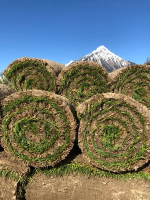 Rollrasen frisch auf Rollen