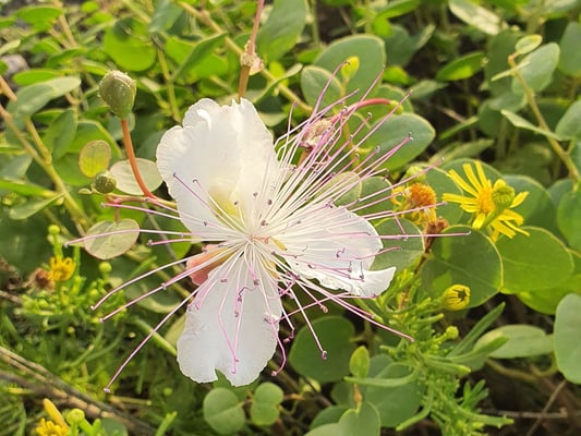 Kappernblüte an der Felsküste nahe dem Hotel