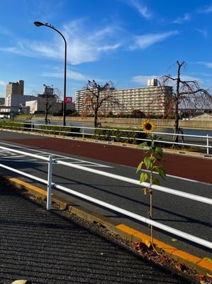 生命力に感動のド根性ヒマワ