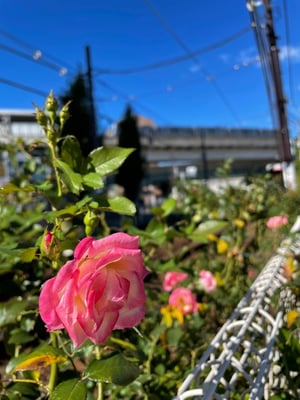 都電荒川線沿いはバラが見事