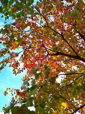 心が癒されるナンキンハゼの紅葉