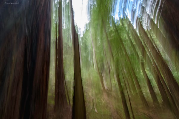 There's something in the forest