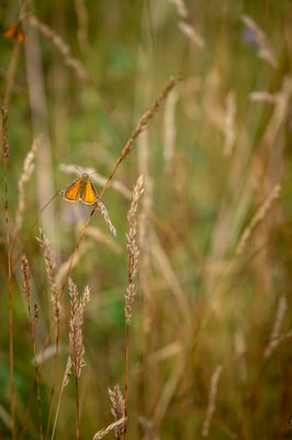 nature et biodiversité dans le Parc Naturel des Causses du Quercy ; crédits : L.BERTON