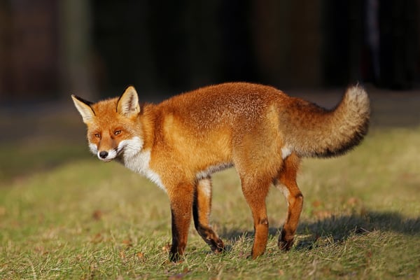 le renard déambule à la recherche d'un petit mulot lot quercy occitanie