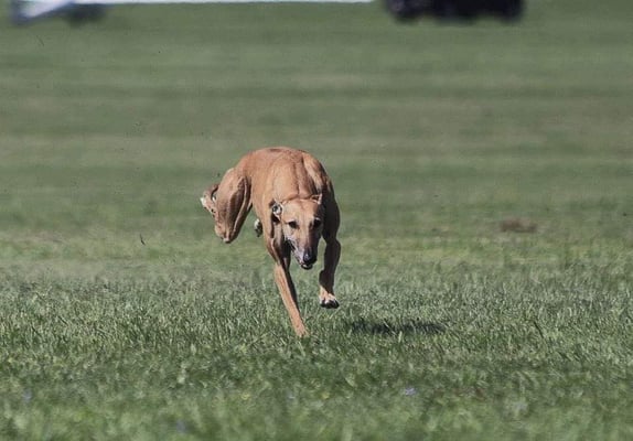 Bláithín Beog Coursing