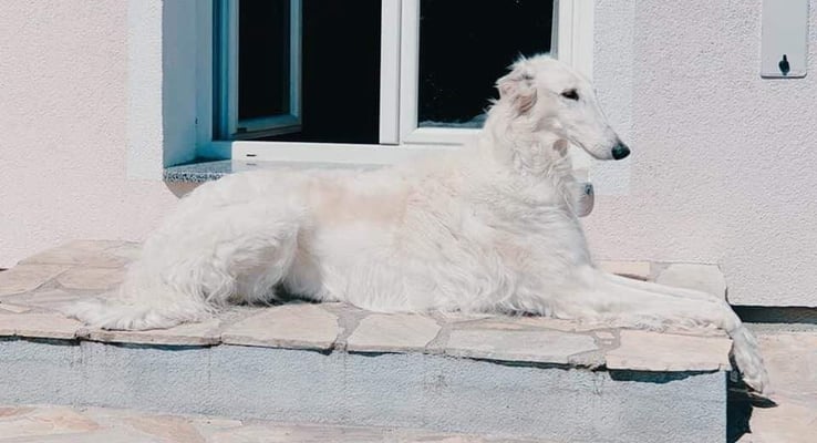 Savannah 11 Jahre alt