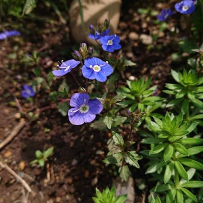 ベロニカ　オックスフォードブルー