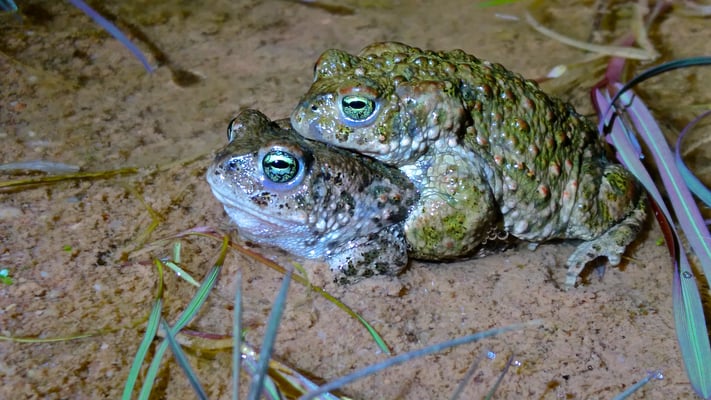 Kreuzkröten-Paar (Foto: R. Hartwich)